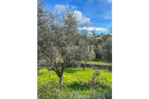 Granja a Crato, Portalegre, Crato - € 140.000 | Ref: MT916 - foto 27