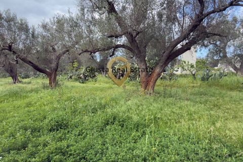 Villa a Latiano, Brindisi, Latiano - € 89.000 | Ref: 9090-91663 - foto 21