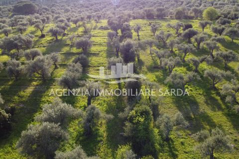 Erhvervsejendom i Alghero, Sassari, Alghero - € 85.000 | Ref: ALG116 - foto 11
