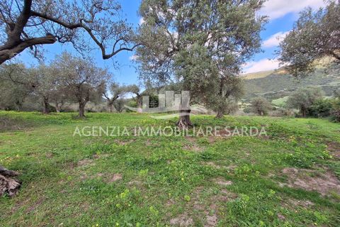 Erhvervsejendom i Alghero, Sassari, Alghero - € 85.000 | Ref: ALG116 - foto 13