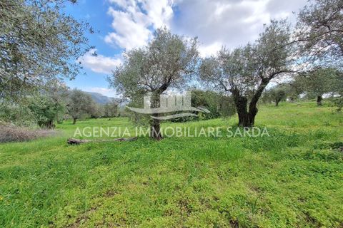 Erhvervsejendom i Alghero, Sassari, Alghero - € 85.000 | Ref: ALG116 - foto 15