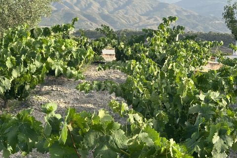 Cortijo i Somontin, Almeria, Somontin - € 75.000 | Ref: 15135/12462 - foto 20