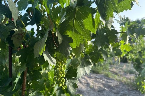 Cortijo i Somontin, Almeria, Somontin - € 75.000 | Ref: 15135/12462 - foto 21
