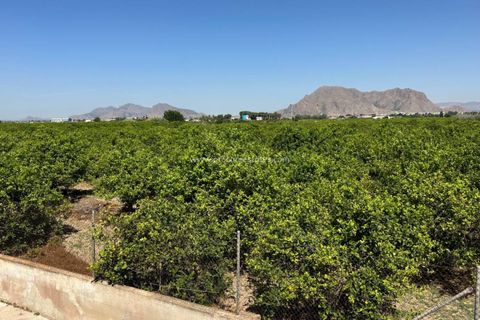 Byhus i Benejuzar, Alicante, Benejuzar - € 140.000 | Ref: WI-20053 - foto 18