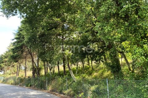 Helårsgrund i Esposende, Braga, Esposende - € 428.000 | Ref: ZMPT590215 - foto 12