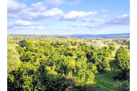 Terra a Ferreiras, Faro, Ferreiras - € 580.000 | Ref: MCD024 - foto 5