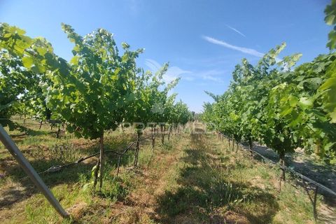 Farm hus i Nisa, Portalegre, Nisa - € 125.000 | Ref: 061391 - foto 2