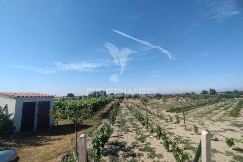 Farm hus i Nisa, Portalegre, Nisa - € 125.000 | Ref: 061391 - foto 4