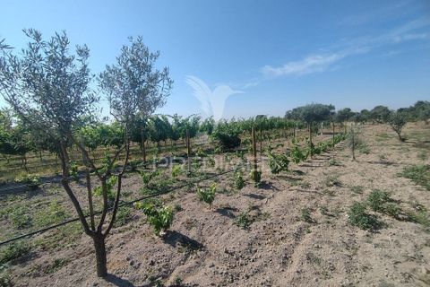 Farm hus i Nisa, Portalegre, Nisa - € 125.000 | Ref: 061391 - foto 9