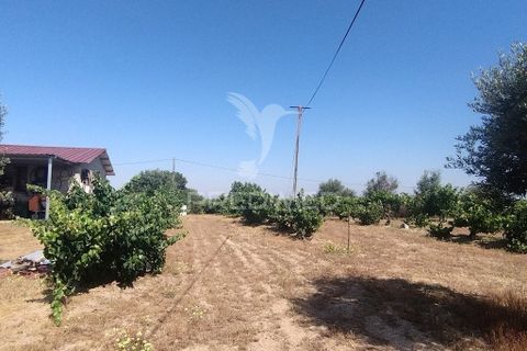 Farm hus i Nisa, Portalegre, Nisa - € 125.000 | Ref: 061391 - foto 11