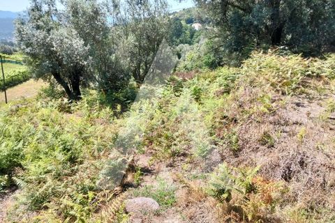 Helårsgrund i Ponte de Lima, Viana do Castelo, Ponte de Lima - € 87.500 | Ref: 1350317/26VC - foto 18