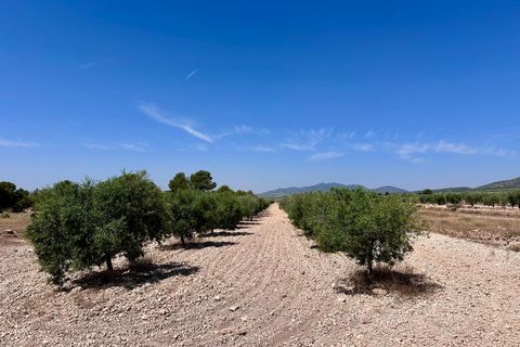 Helårsgrund i Monovar, Alicante, Monovar - € 79.995 | Ref: 61138 - foto 5
