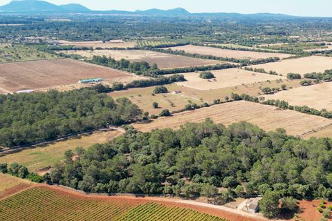 Helårsgrund i Sencelles, Mallorca, Sencelles - € 239.000 | Ref: 01BVKD187/3010 - foto 11