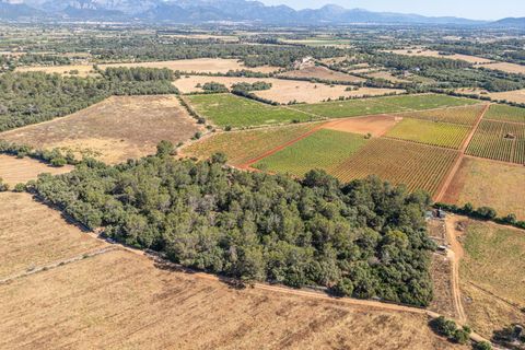 Helårsgrund i Sencelles, Mallorca, Sencelles - € 249.000 | Ref: 01BVKD188/3010 - foto 10