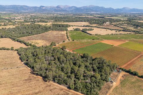 Helårsgrund i Sencelles, Mallorca, Sencelles - € 249.000 | Ref: 01BVKD188/3010 - foto 11