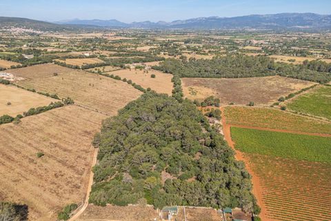 Helårsgrund i Sencelles, Mallorca, Sencelles - € 249.000 | Ref: 01BVKD188/3010 - foto 12