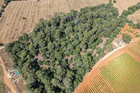 Helårsgrund i Sencelles, Mallorca, Sencelles - € 249.000 | Ref: 01BVKD188/3010 - foto 15
