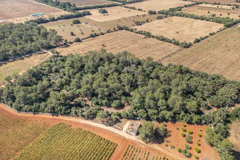 Helårsgrund i Sencelles, Mallorca, Sencelles - € 249.000 | Ref: 01BVKD188/3010 - foto 16