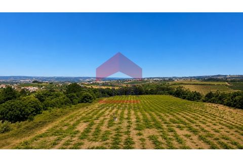 Terra em Carvalhal, Leiria, Carvalhal - € 500.000 | Ref: 150260139 - foto 3