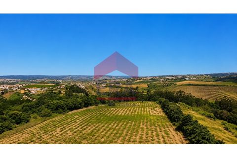 Terra em Carvalhal, Leiria, Carvalhal - € 500.000 | Ref: 150260139 - foto 4