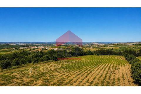 Terra em Carvalhal, Leiria, Carvalhal - € 500.000 | Ref: 150260139 - foto 5