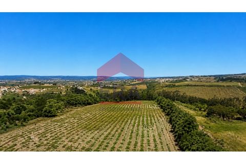 Terra em Carvalhal, Leiria, Carvalhal - € 500.000 | Ref: 150260139 - foto 6