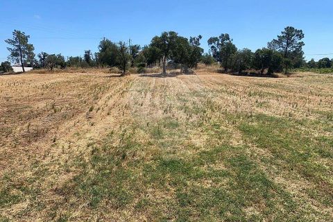 Farm hus i Palmela, Setubal, Palmela - € 930.000 | Ref: 124301207-3 - foto 12