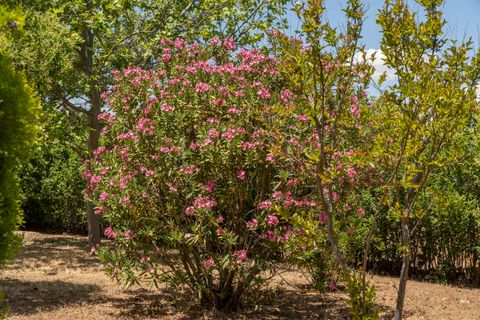 Finca i Freila, Granada, Freila - € 1.340.000 | Ref: 2398 - foto 44