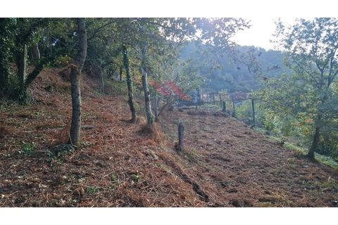 Landejendom i Ponte de Lima, Viana do Castelo, Ponte de Lima - € 115.000 | Ref: PTL-1247-JD-1125 - foto 20