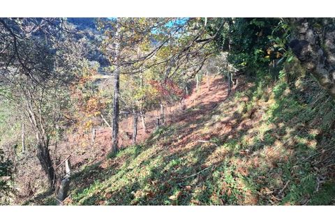 Landejendom i Ponte de Lima, Viana do Castelo, Ponte de Lima - € 115.000 | Ref: PTL-1247-JD-1125 - foto 22