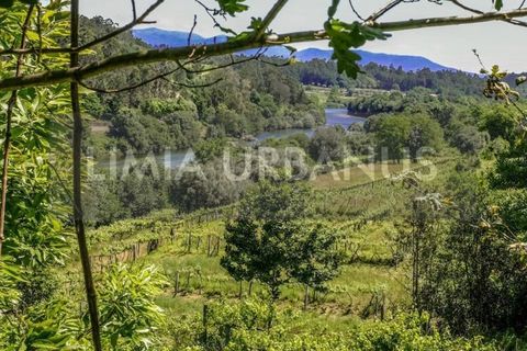 Farm i Ponte de Lima, Viana do Castelo, Ponte de Lima - € 350.000 | Ref: MAS_1131 - foto 17