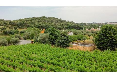 Farm i Borba, Evora, Borba - € 498.000 | Ref: MAS_497 - foto 7