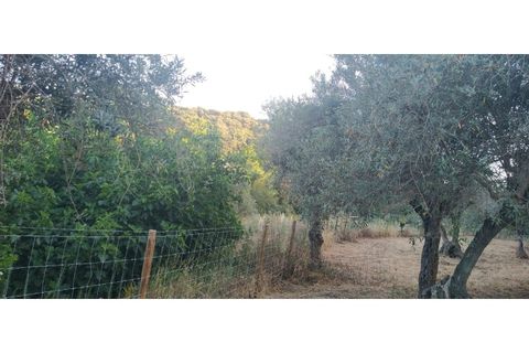 Farm i Borba, Evora, Borba - € 498.000 | Ref: MAS_497 - foto 13