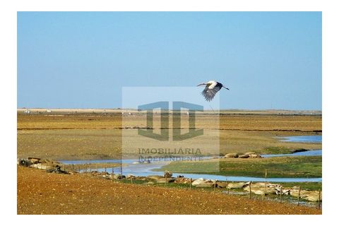 Villa en Moncarapacho, Faro, Moncarapacho - € 499.000 | Ref: HAB_284 - photo 21
