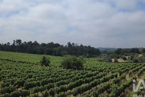 Granja a Nelas, Viseu, Nelas - € 690.000 | Ref: 950257 - foto 8