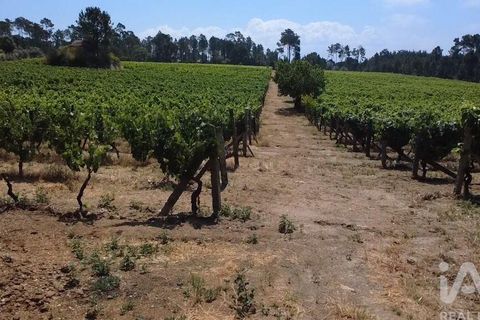 Granja a Nelas, Viseu, Nelas - € 690.000 | Ref: 950257 - foto 15