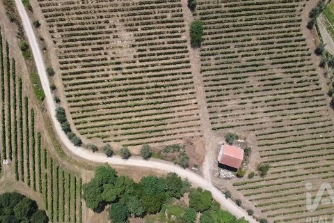Granja a Nelas, Viseu, Nelas - € 690.000 | Ref: 950257 - foto 17