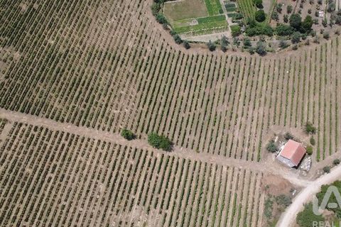 Granja a Nelas, Viseu, Nelas - € 690.000 | Ref: 950257 - foto 18
