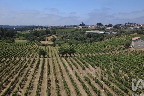 Granja a Nelas, Viseu, Nelas - € 690.000 | Ref: 950257 - foto 20