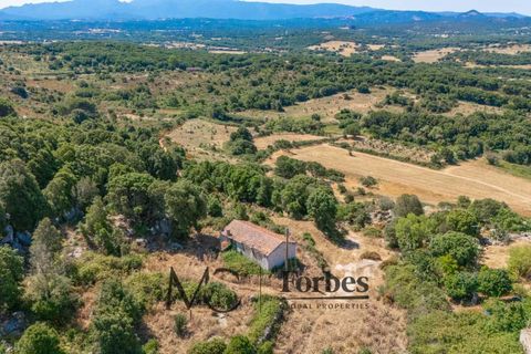 Terra a Tempio Pausania, Olbia Tempio, Tempio Pausania - € 560.000 | Ref: TEV-04-26 - foto 5