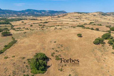 Terra a Tempio Pausania, Olbia Tempio, Tempio Pausania - € 560.000 | Ref: TEV-04-26 - foto 7
