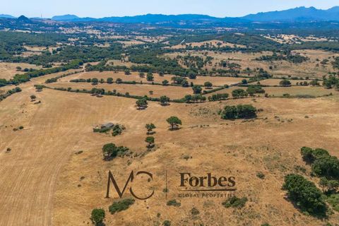 Terra a Tempio Pausania, Olbia Tempio, Tempio Pausania - € 560.000 | Ref: TEV-04-26 - foto 11