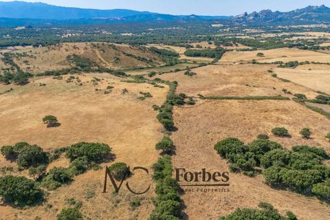 Terra a Tempio Pausania, Olbia Tempio, Tempio Pausania - € 560.000 | Ref: TEV-04-26 - foto 12