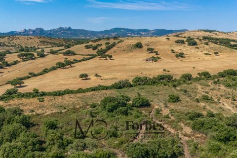 Terra a Tempio Pausania, Olbia Tempio, Tempio Pausania - € 560.000 | Ref: TEV-04-26 - foto 14