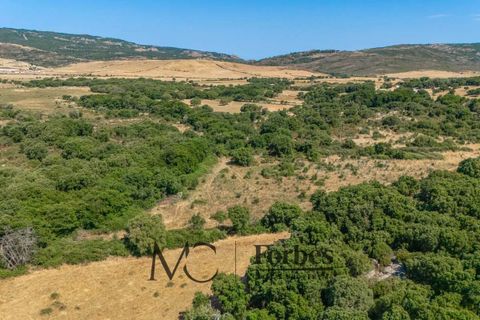 Terra a Tempio Pausania, Olbia Tempio, Tempio Pausania - € 560.000 | Ref: TEV-04-26 - foto 19