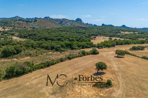 Terra a Tempio Pausania, Olbia Tempio, Tempio Pausania - € 560.000 | Ref: TEV-04-26 - foto 21