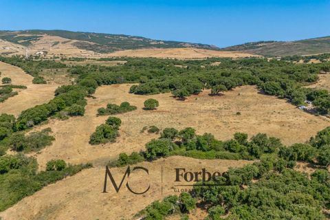 Terra a Tempio Pausania, Olbia Tempio, Tempio Pausania - € 560.000 | Ref: TEV-04-26 - foto 22