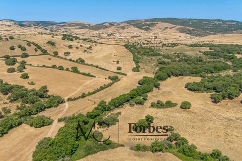 Terra a Tempio Pausania, Olbia Tempio, Tempio Pausania - € 560.000 | Ref: TEV-04-26 - foto 25