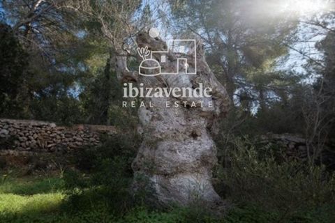 Villa i Roca Llisa, Ibiza, Roca Llisa - € 3.200.000 | Ref: 4813 - foto 31