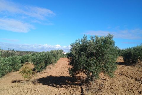 Terra a Niebla, Huelva, Niebla - € 77.730 | Ref: 14287-MLZ/2912 - foto 2